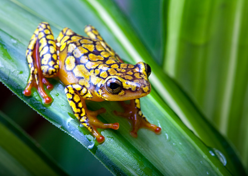 Close-up of two panamanian golden frogs (Atelopus zeteki), also known as Cerro Campana stubfoot toad.