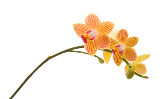 orange; yellow and pink stripy phalaenopsis orchid isolated on white;