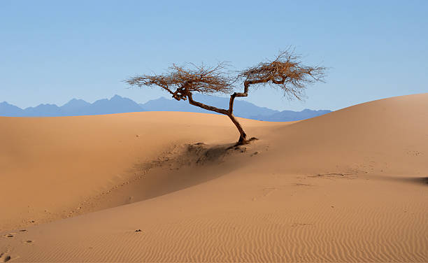 Tree in desert stock photo