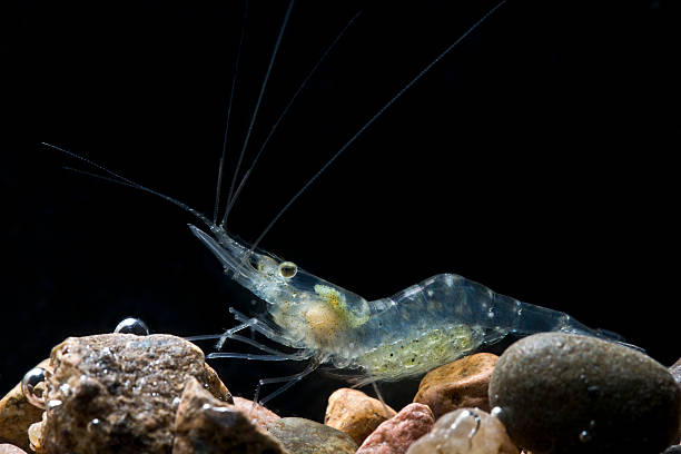 Pregnant Glass Shrimp stock photo