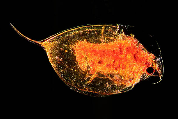 dáfnia - daphnia water flea high scale magnification micro organism imagens e fotografias de stock