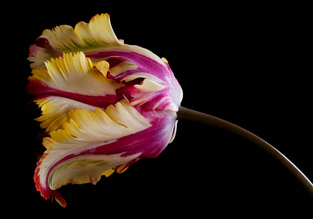 istock Yellow and Red Parrot Tulip on Black 152548375