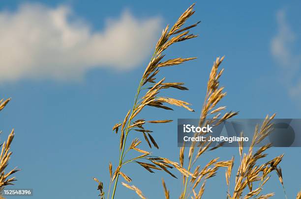 Prairie Trawa I Blue Sky - zdjęcia stockowe i więcej obrazów Bez ludzi - Bez ludzi, Bliskie zbliżenie, Chmura