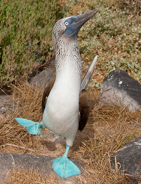 Blue Footed Booby Doing Mating Dance First, the blue-footed boobies hop on one foot, then sky-points when courting a mate sula nebouxii stock pictures, royalty-free photos & images