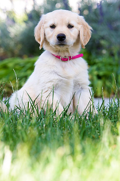 istock Golden Retriever Puppy 152549180