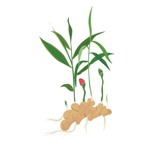 illustrazioni stock, clip art, cartoni animati e icone di tendenza di set vettoriale di piante di zenzero intero - ginger tropical flower flower plant