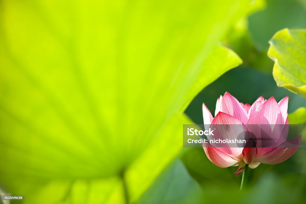 Lotus with green leaf Beautiful Lotus for background use Affectionate Stock Photo