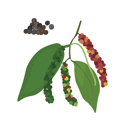 Pepper plant with leaves and unripe peppercorns. Natural organic herb spice design vector illustration. Flat vector illustration isolated on white background. Peppercorn vector. Peppercorn branch.