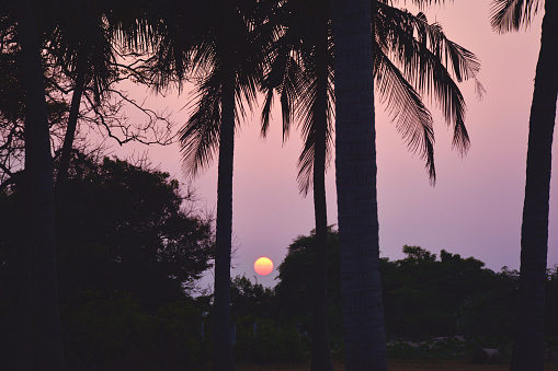 Palm-trees silhouettes with setting sun on the background. Sunset in tropics, Sri Lanka