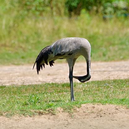 Side view of a common crane bird doing its morning yoga in wild nature. illustration of Yoga.