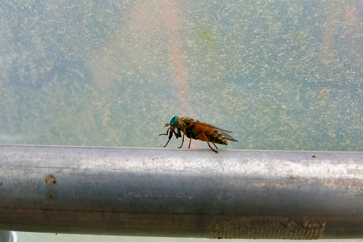 Greenhead Horse Fly (Tabanus nigrovittatus) known for its painful bite