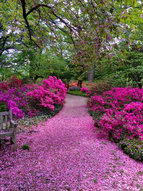 istock Pink Flower Path on Long Island 1525553636