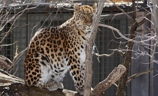 Shaded closeup of a female Amur leopard sitting on a log at the Minnesota Zoological Garden.