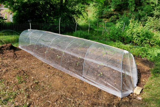 istock Home Made Cloche 1525573745