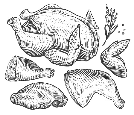 Fresh raw chicken, poultry meat parts. Breast fillet, wings and legs. Cooking, food concept sketch vector illustration