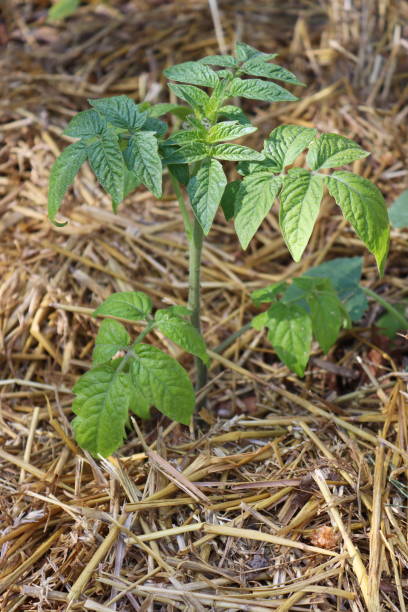 istock Tomato seedlings grow in a straw-covered patch 1525613035