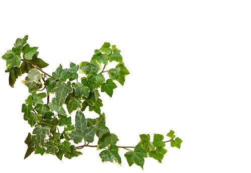 Ivy branch as frame border isolated on white with clipping path included