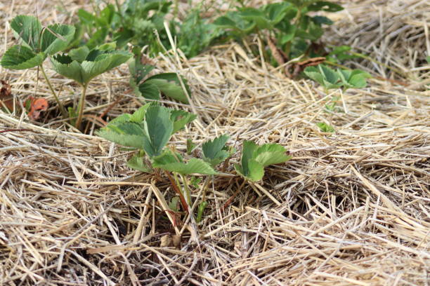 Growing strawberries in the garden. A bed lined with straw. Permaculture patch with strawberry cultivation. Photographed in the summer. bed of hay stock pictures, royalty-free photos & images
