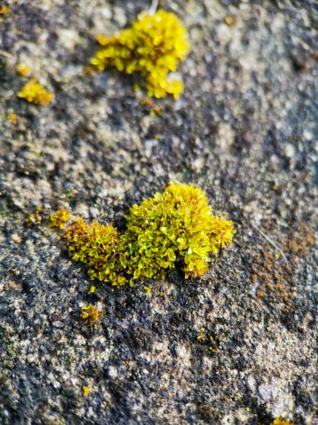 istock A close up shoot of Moss 1525623147