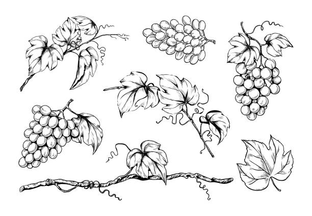 Ink grape set, hand drawn leaf on branches, organic wine. Vegetarian vineyard, sweet alcohol fruits, sketch style leaves, garden plants. Decorative elements. Vector isolated illustration Ink grape set, hand drawn leaf on branches, organic wine. Vegetarian vineyard, sweet alcohol fruits, sketch style leaves, garden plants. Decorative elements for design. Vector isolated illustration grape vine vineyard wine stock illustrations