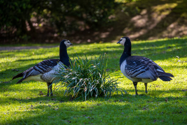 istock Beauval Zoo Park - beautiful duck 1525662033