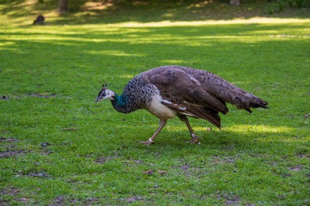 A vibrant peacock with iridescent blue plumage stands in profile against a blurred green and brown background, displaying its distinctive crest.