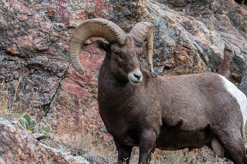 Bighorn sheep ram, ovis canadensis, headshot in rutting season near Rocky Mountain National Park, Colorado, USA