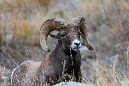 Bighorn sheep ram, ovis canadensis, headshot in rutting season near Rocky Mountain National Park, Colorado, USA