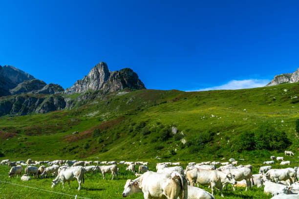 istock Spring in Valle Ellero, between lakes, peaks and rhododendrons in bloom (Mondovì – Cuneo) 1525674102