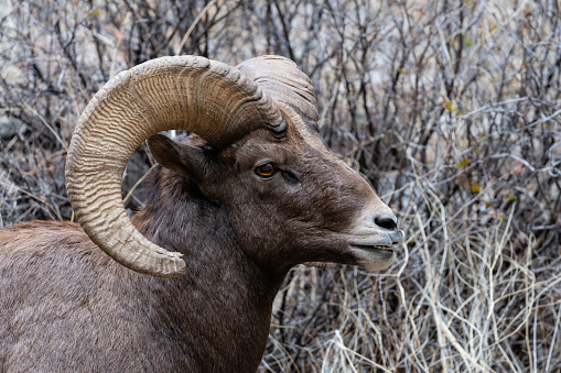 Bighorn sheep ram, ovis canadensis, headshot in rutting season near Rocky Mountain National Park, Colorado, USA