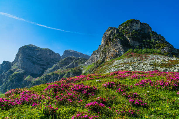 istock Spring in Valle Ellero, between lakes, peaks and rhododendrons in bloom (Mondovì – Cuneo) 1525677747
