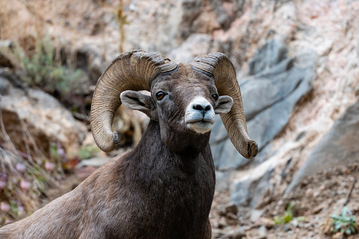 Close-up wildlife portrait of a male Rocky Mountain Bighorn Sheep (Ovis canadensis) ram, along the Icefields Parkway between Banff and Jasper National Park, Alberta, Canada.