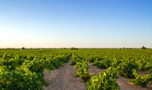 istock Green vineyards landscape in La Mancha, Spain 1525695630