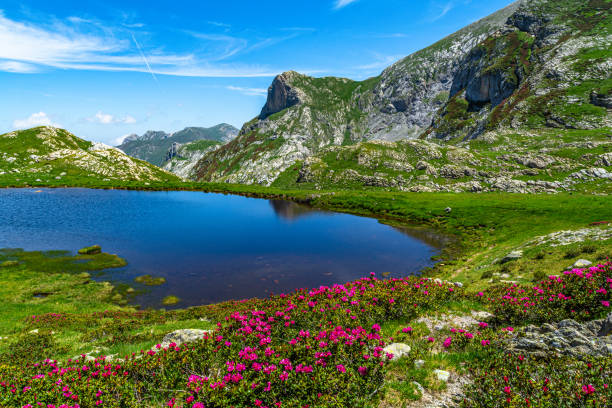istock Spring in Valle Ellero, between lakes, peaks and rhododendrons in bloom (Mondovì – Cuneo) 1525701307