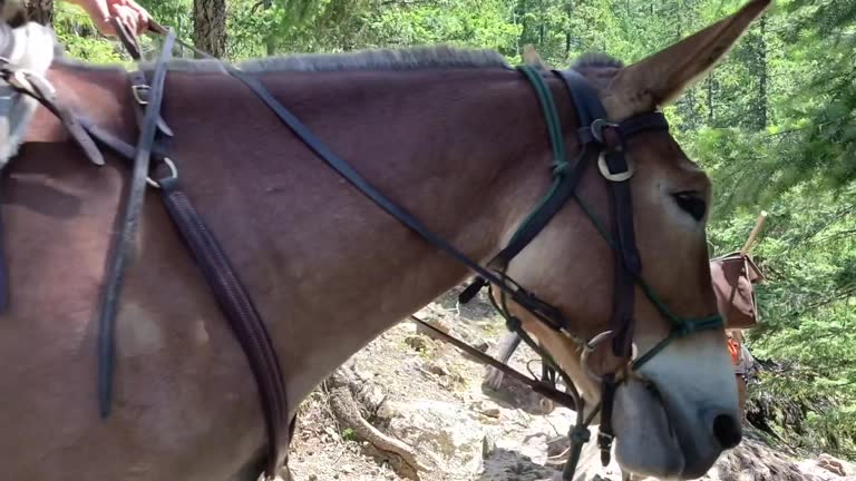 A mule pack train heading down the trail in North Cascades National Park