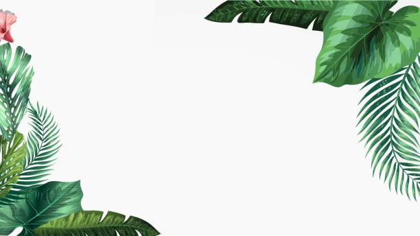 열대 괴물 잎과 밝은 야자수 잎이 있는 벡터 배경 배너, 전단지 또는 텍스트 또는 기호에 대한 복사 공간이 있는 커버 - cheese plant leaf tree park stock illustrations