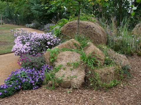Aster,  Bale of straw, Chaumont-sur-Loire