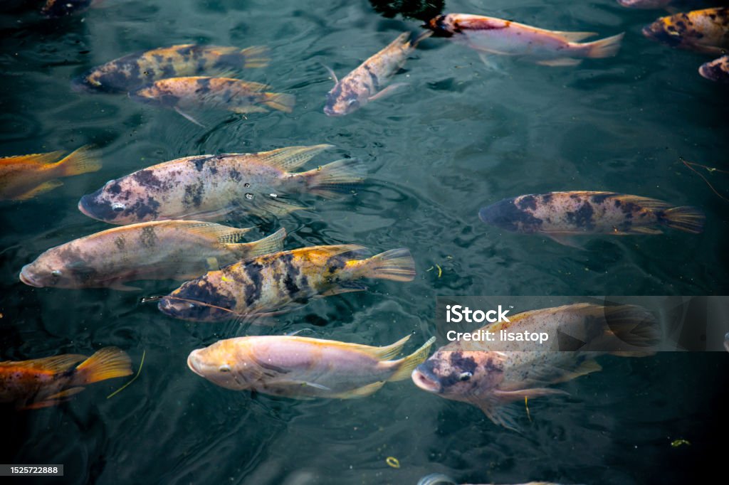 Koi fishes in a pond Koi fishes in a pond during feeding time Aquaculture Stock Photo