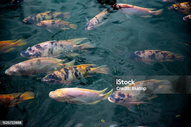 Koi Fishes In A Pond Stock Photo - Download Image Now - Aquaculture, Vietnam, Abundance