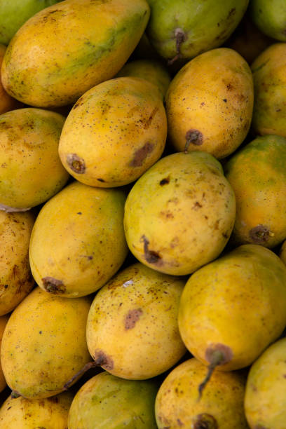 istock Bunch of Yellow Mangos 1525729597