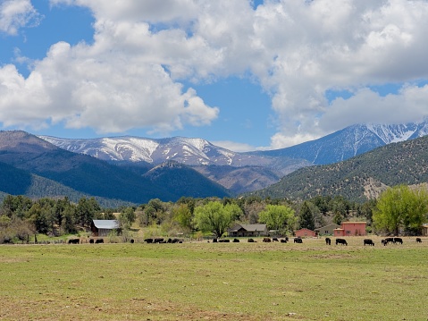 Farm and pasture land in valley beneath the Sangre de Cristo mountains in Colorado. Cows, barns and cumulus clouds in pastoral Colorado view near Coaldale.