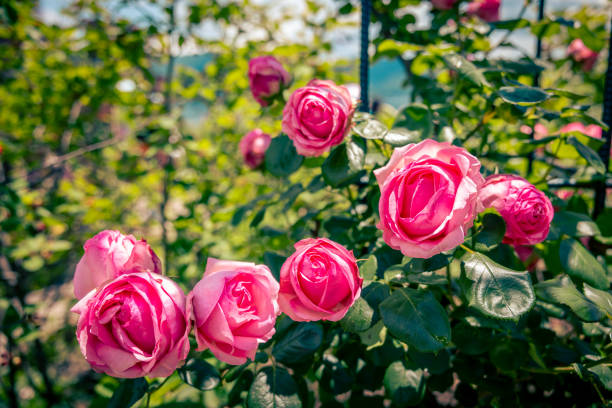 róże w ogrodzie - c._k. zdjęcia i obrazy z banku zdjęć