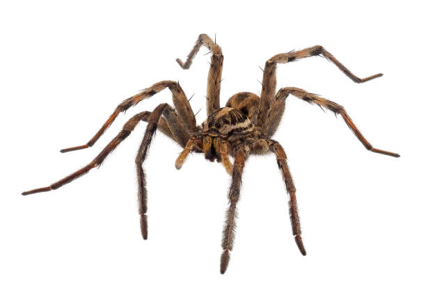 istock Radiated wolf spider isolated on white background, Hogna radiata 1525783243