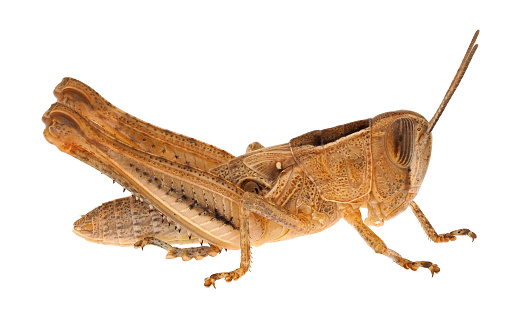 Eyprepocnemis plorans, the lamenting grasshopper, is a species of insect in the family Acrididae.