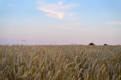 Scenic view of wheat crops on field against sky during sunset