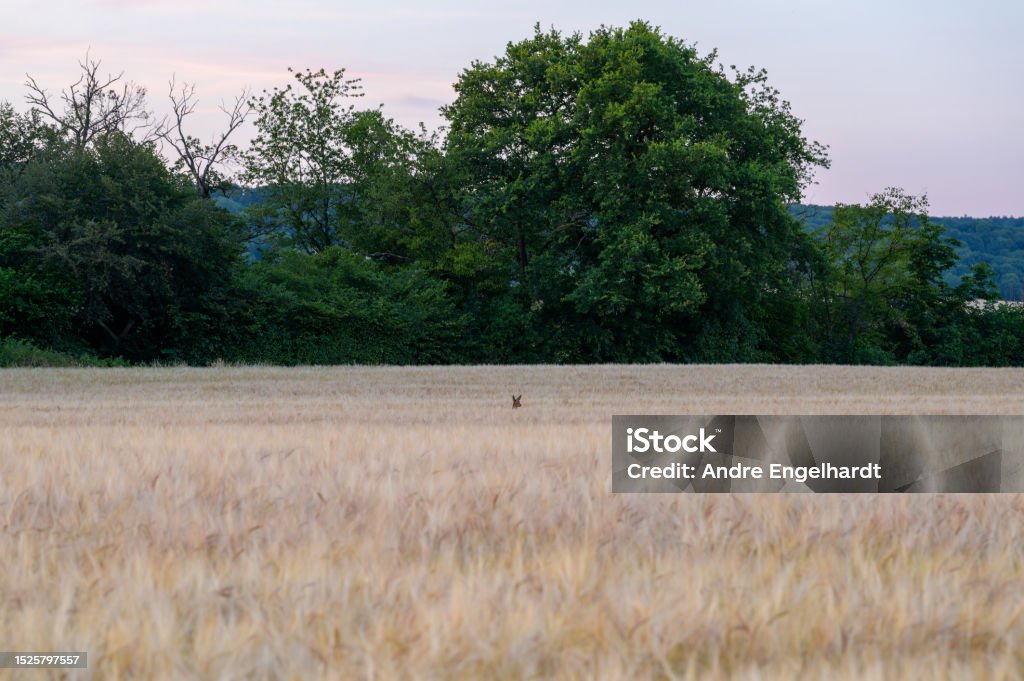 A doe head looking up from a field of wheat The head of a deer doe poking up through a field of wheat with a line of trees in the background. Agricultural Field Stock Photo