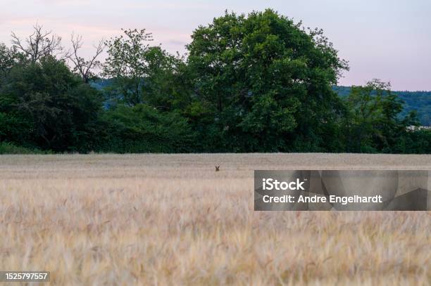 A Doe Head Looking Up From A Field Of Wheat Stock Photo - Download Image Now - Agricultural Field, Agricultural Machinery, Alertness