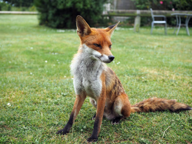 istock Red fox vixen seated on green grass outside a garden cafe 1525822363