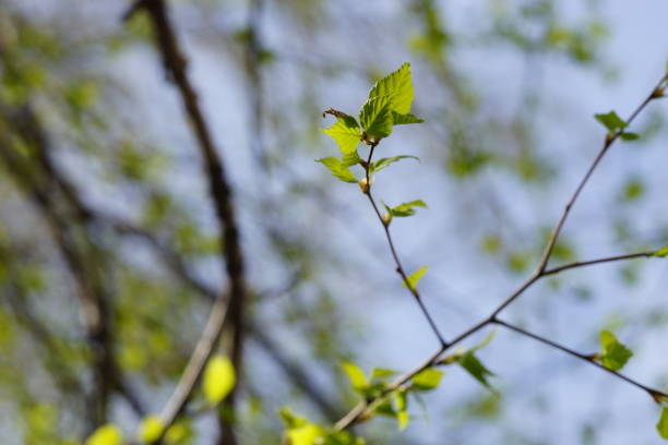 istock birch tree branches with yong green leaves in spring 1525844772