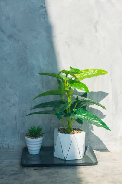 istock Artificial green plant on pot by concrete wall 1525849543